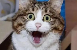 娱乐吃瓜酱神仙猫,神仙猫娱乐吃瓜酱带你探秘网红八卦世界